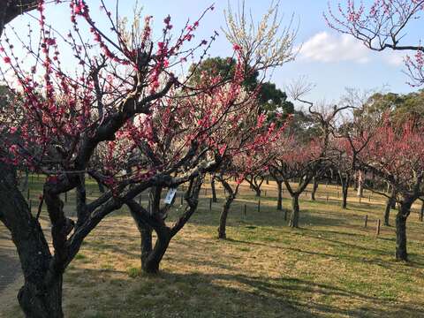 Image de Abricotier du Japon