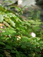 Image of Dennstaedtia wilfordii (T. Moore) H. Christ