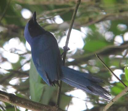 Image of Black-collared Jay