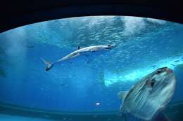 Image of mackerel sharks