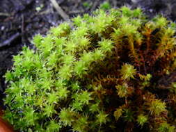 Image of great hairy screw-moss