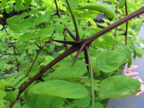 Image of black locust