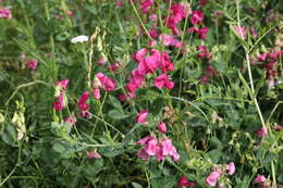 Image of tuberous pea