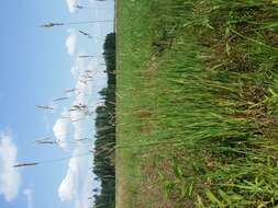 Image of Creeping Soft Grass