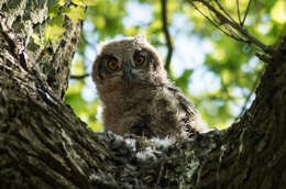 Image of Eurasian Eagle Owl