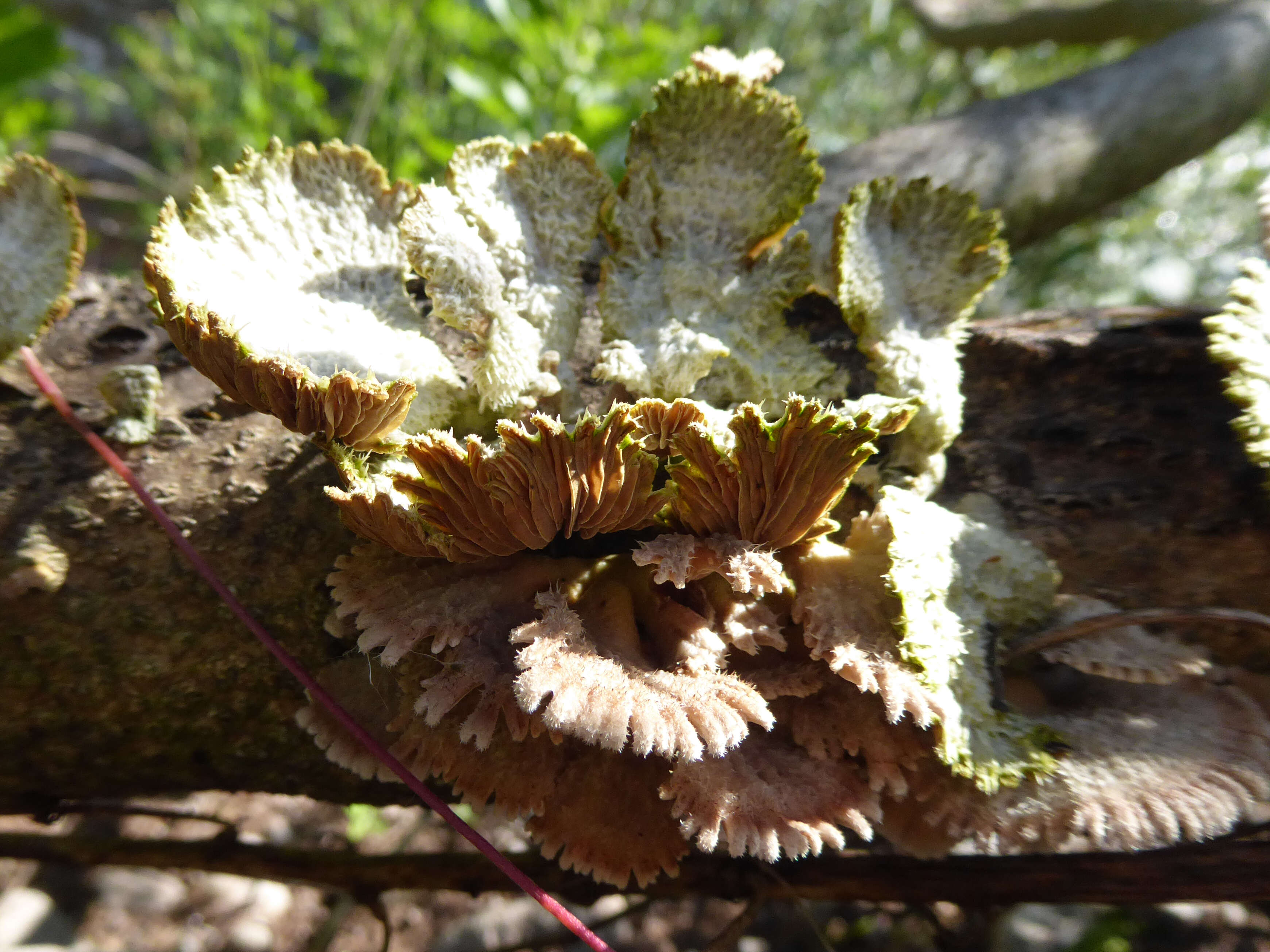 Image of Schizophyllum