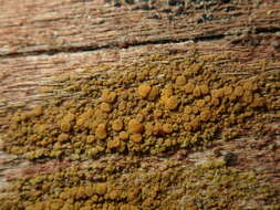 Image of eggyolk lichen