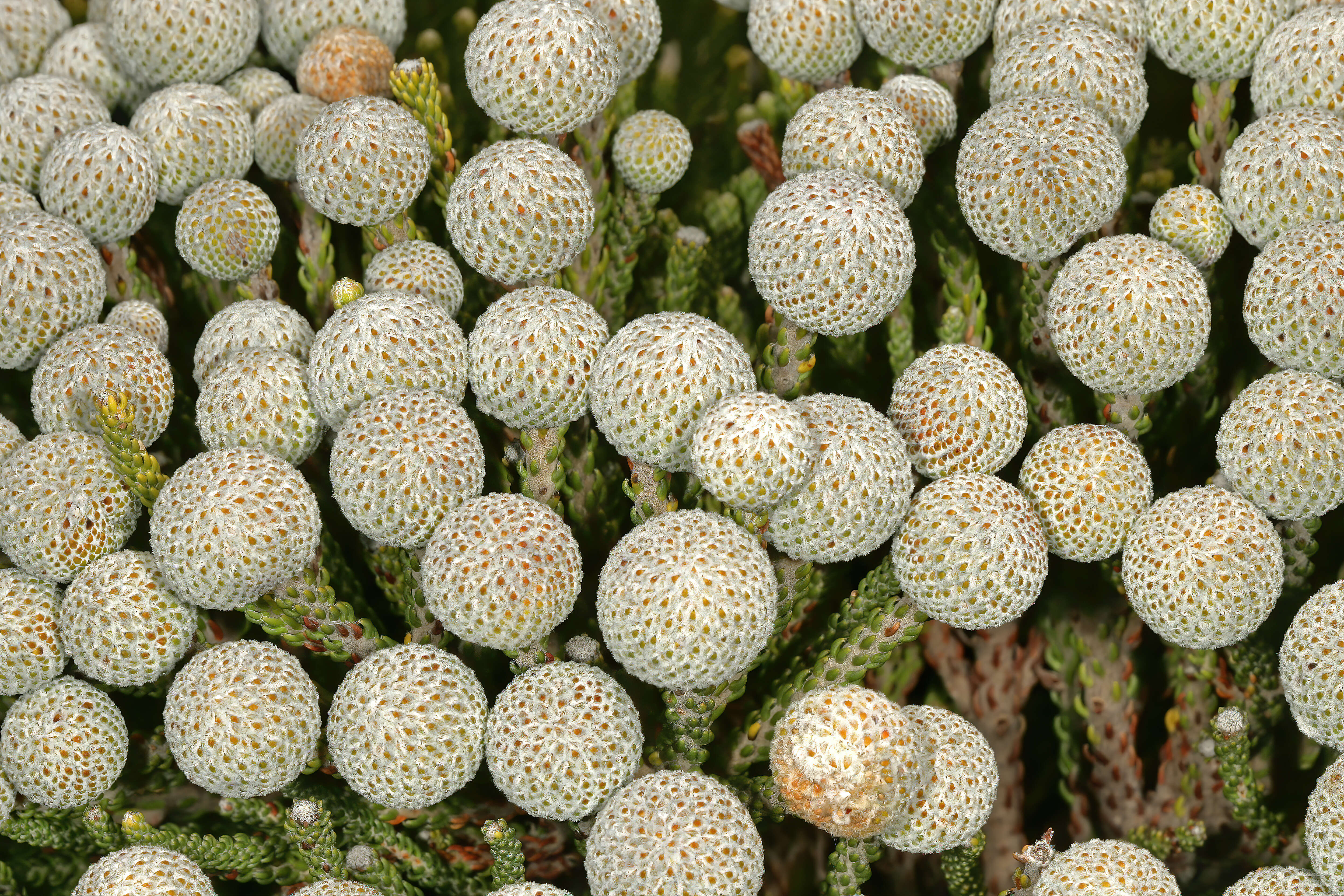 Sivun Brunia noduliflora P Goldblatt & J. C. Manning kuva