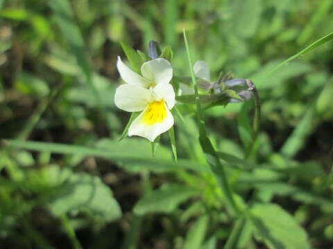 Слика од Viola arvensis Murray