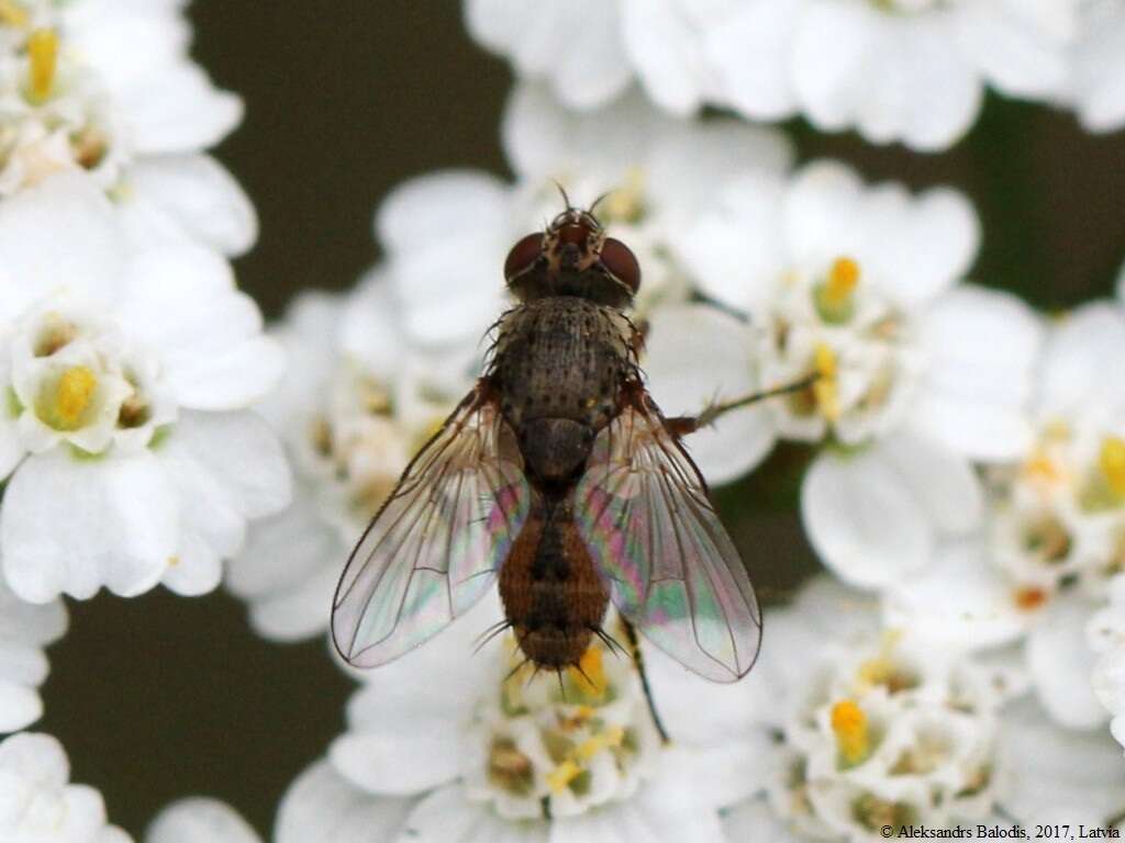 Imagem de Siphona cristata (Fabricius 1805)