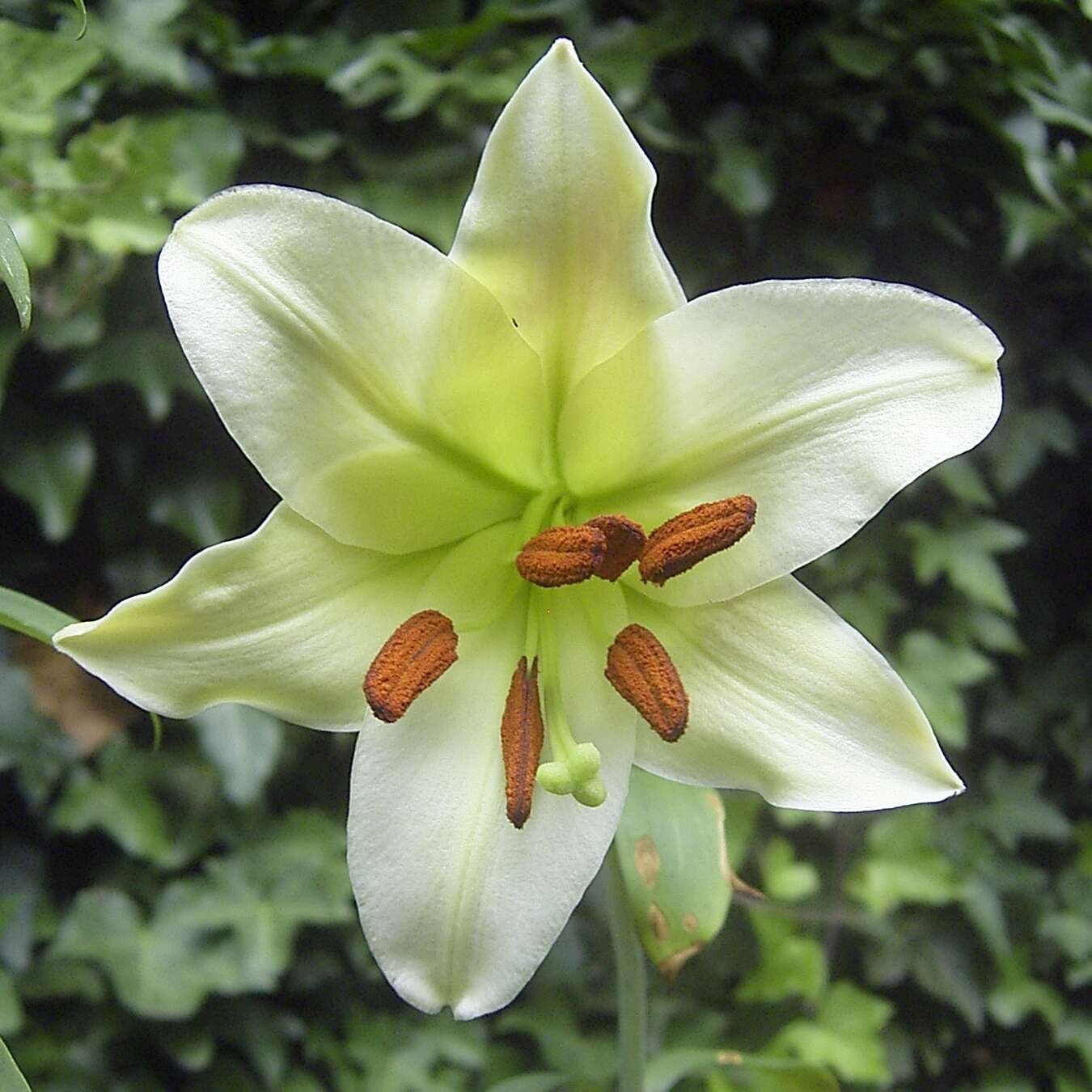 Image of Chinese Lily