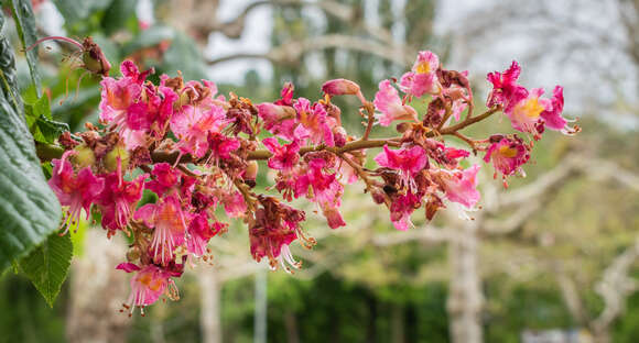 Image of red horse-chestnut