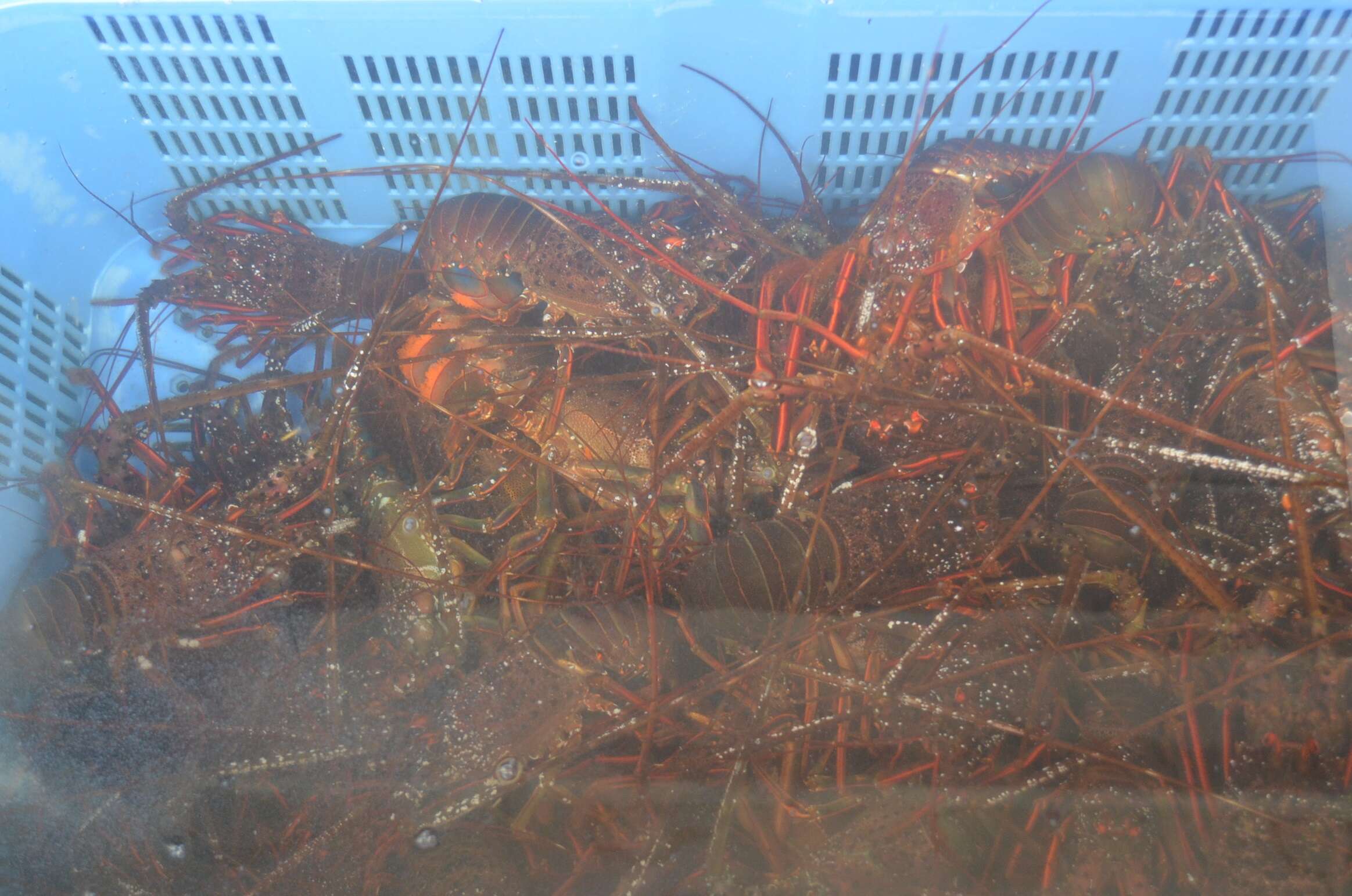 Image of Japanese Spiny Lobster