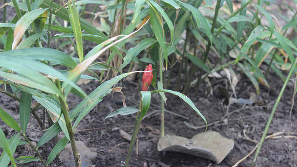 Image of Cooking Ginger