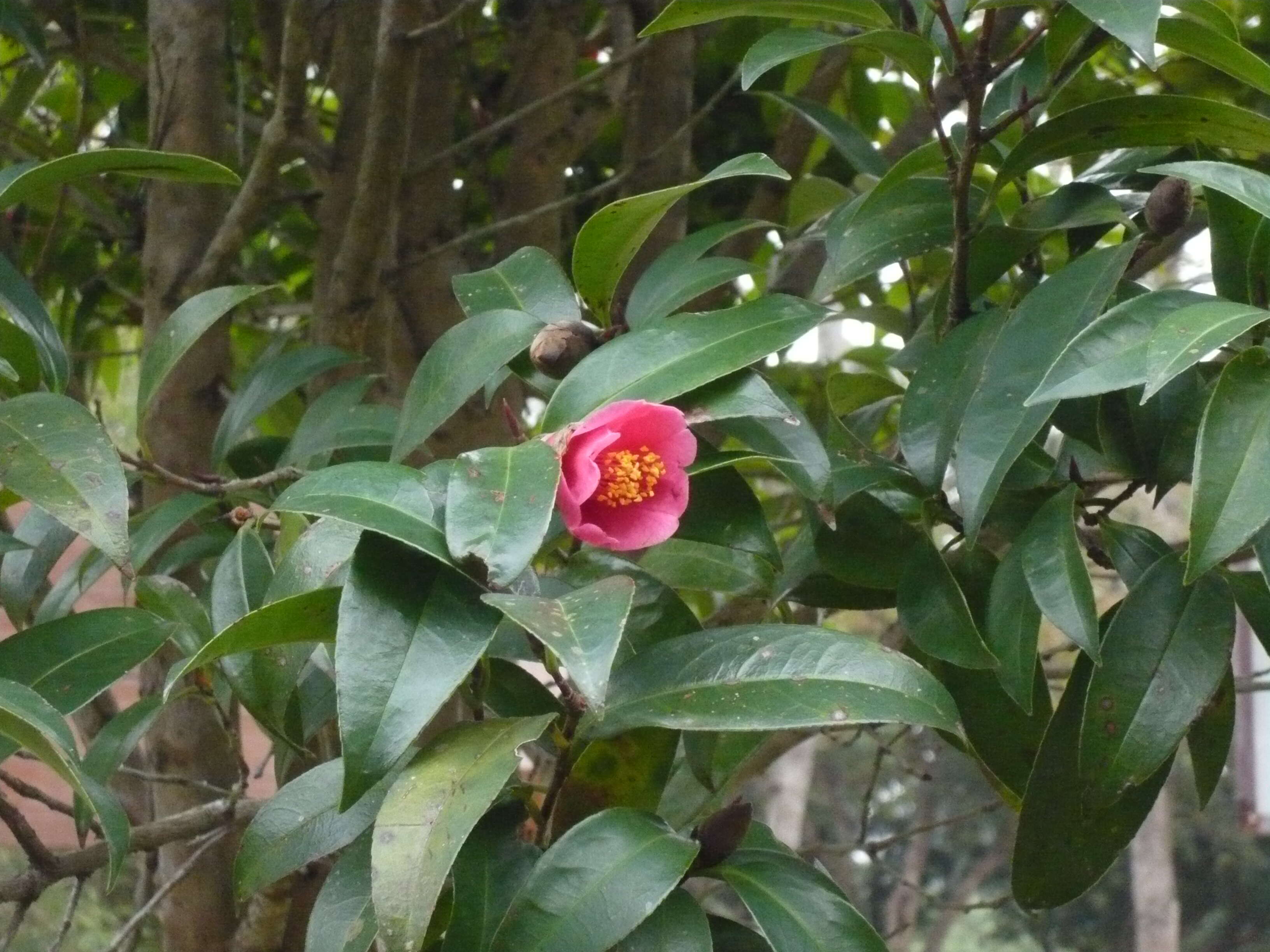 Image of Hong Kong Camellia