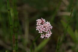 Image of marsh valerian