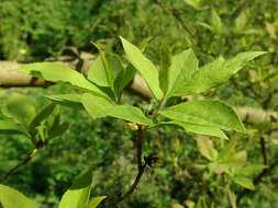 Image of rhododendron