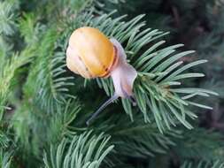 Image of Brown Lipped Snail