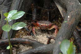 Image of brown land crab