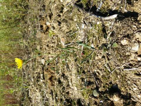 Image of narrowleaf hawksbeard