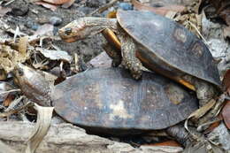 Image of Mexican Spotted Terrapin