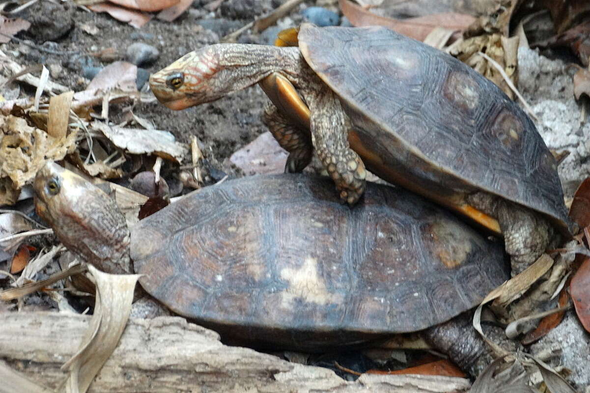 Image of Mexican Spotted Terrapin