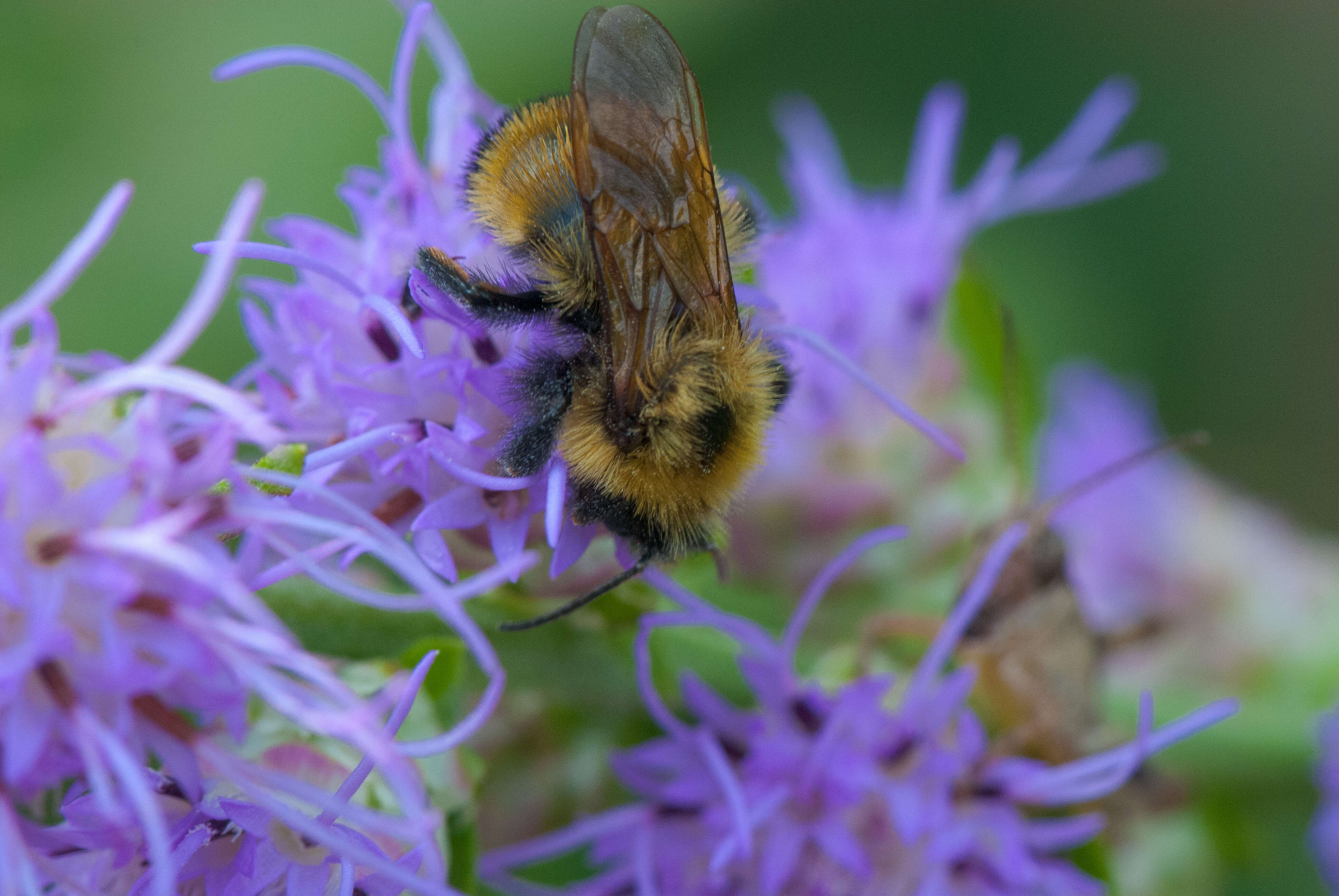 Слика од Liatris aspera Michx.