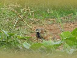 Image of Barred Buttonquail