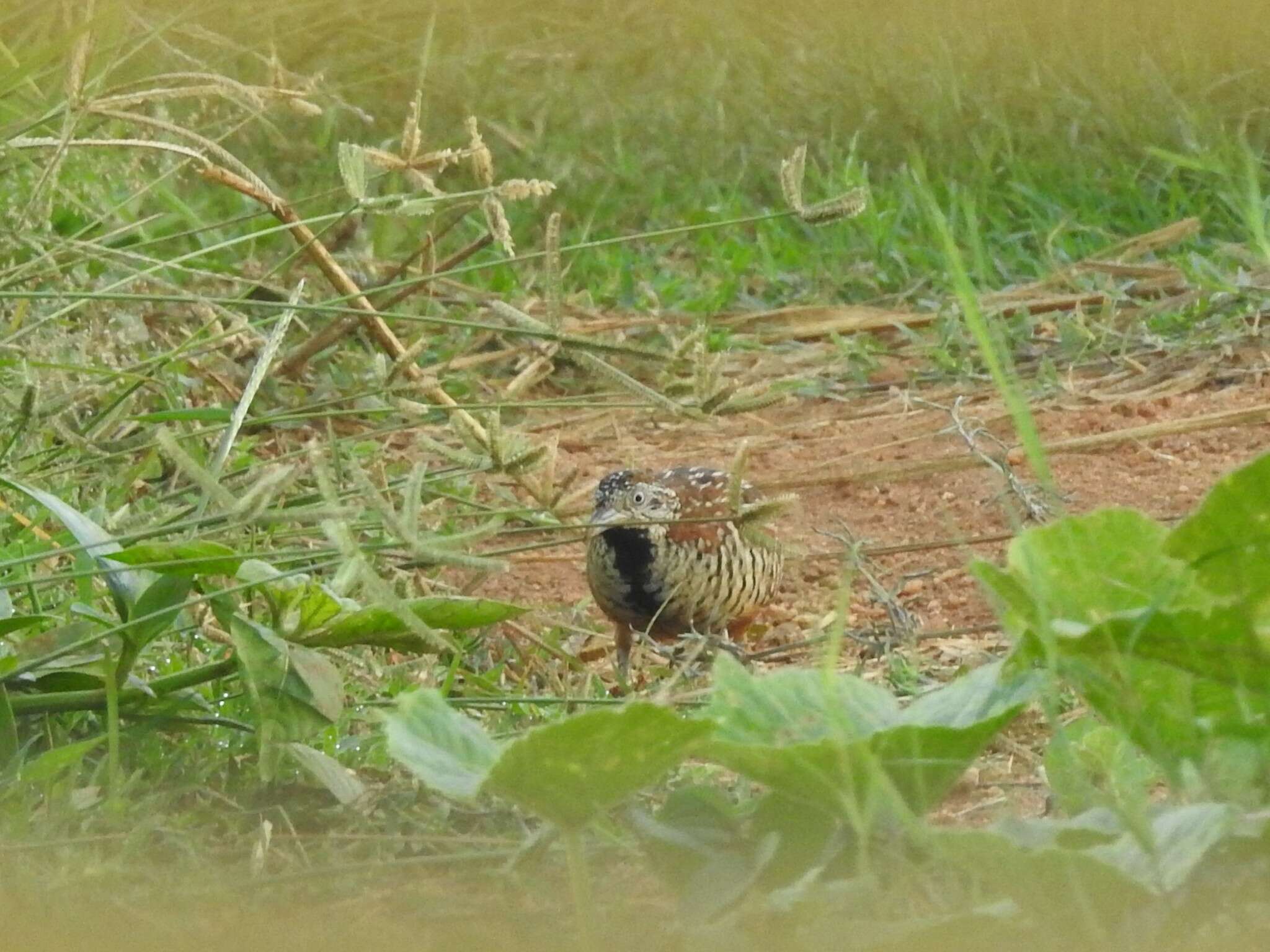 Image of Barred Buttonquail