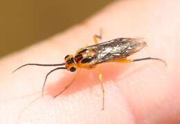 Image of Locust Sawfly