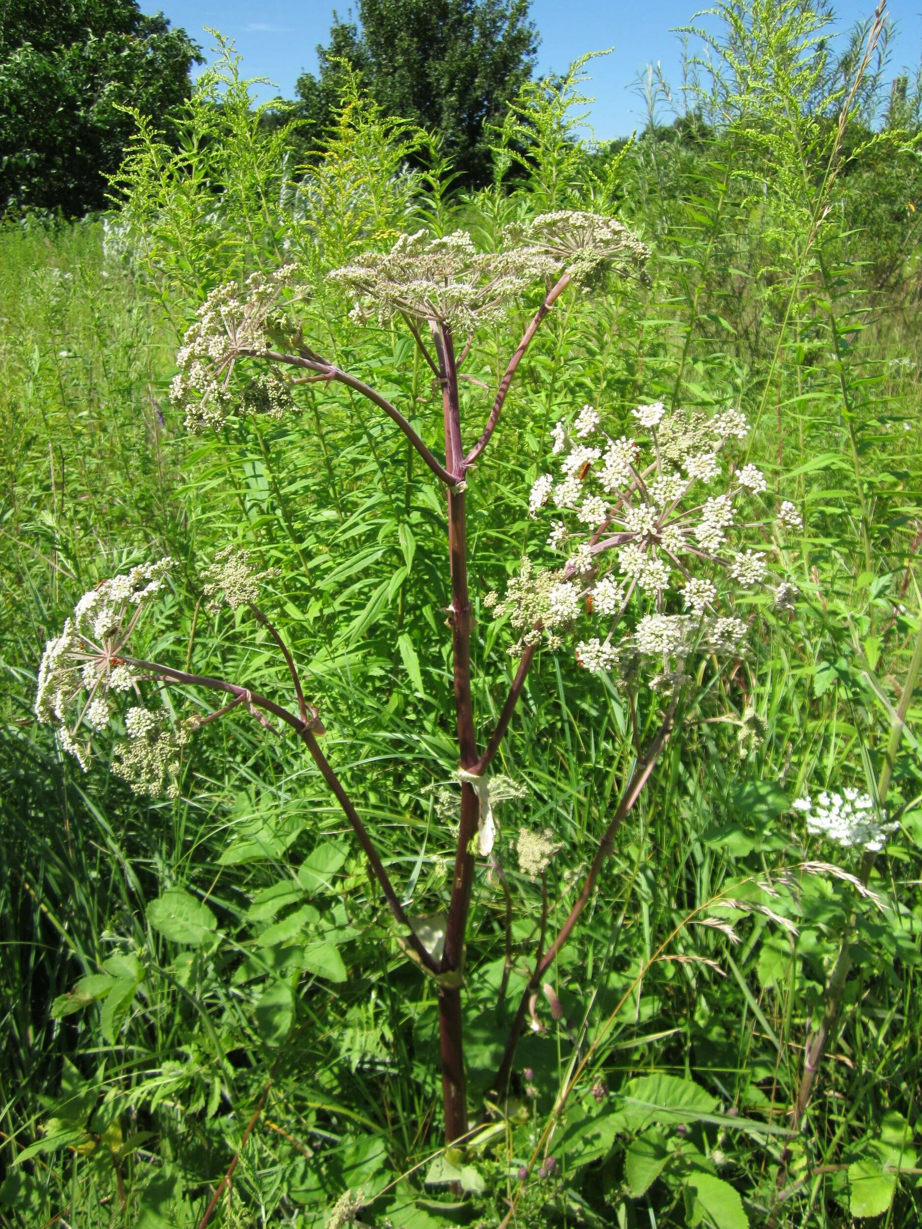 Image of wild angelica