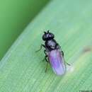 Image of Fruit fly