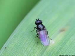 Image of Fruit fly