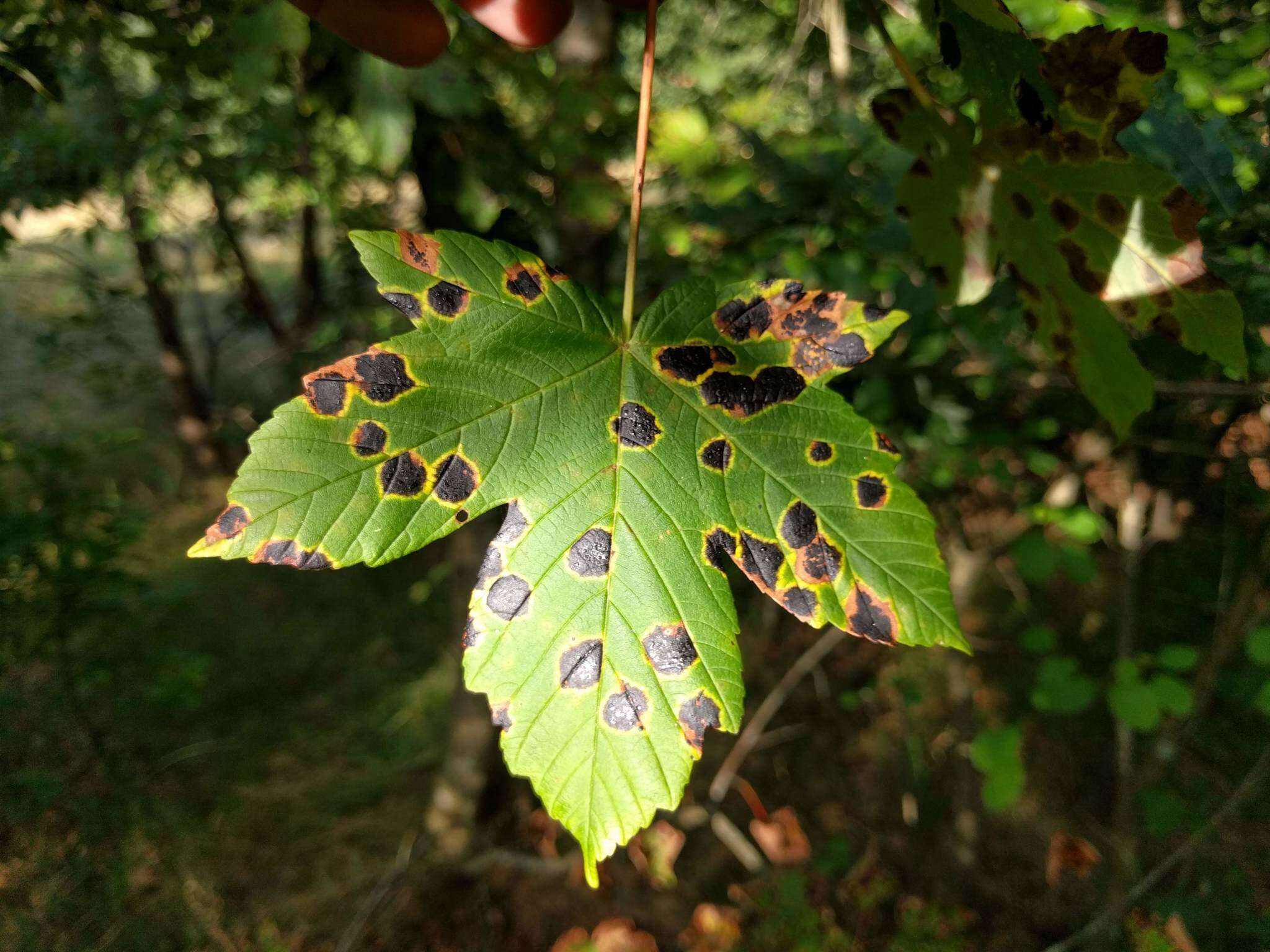 Image of European tar spot