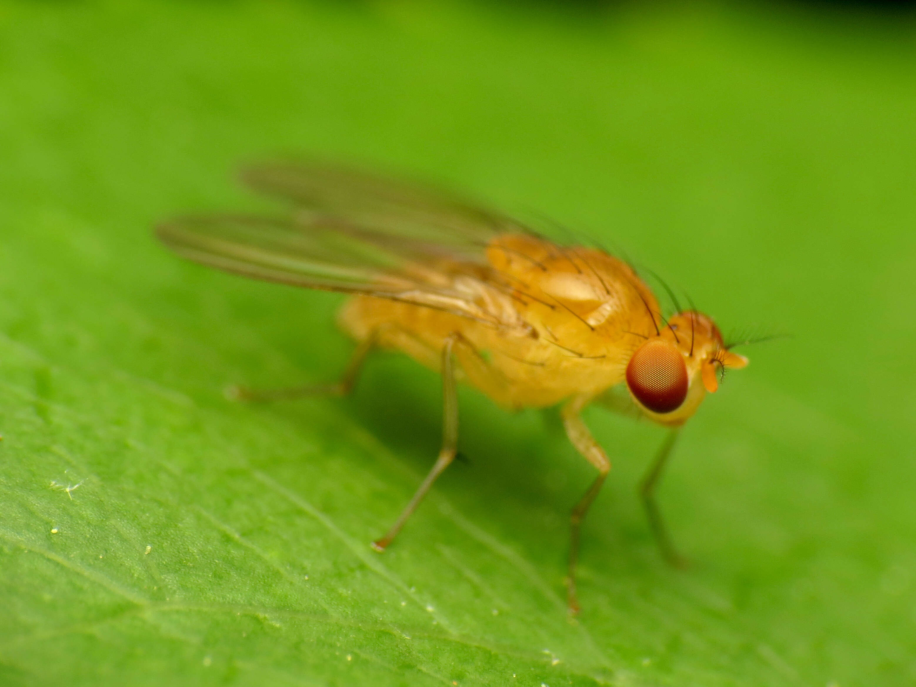 Image of Neogriphoneura