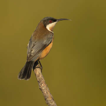 Image of Spinebill