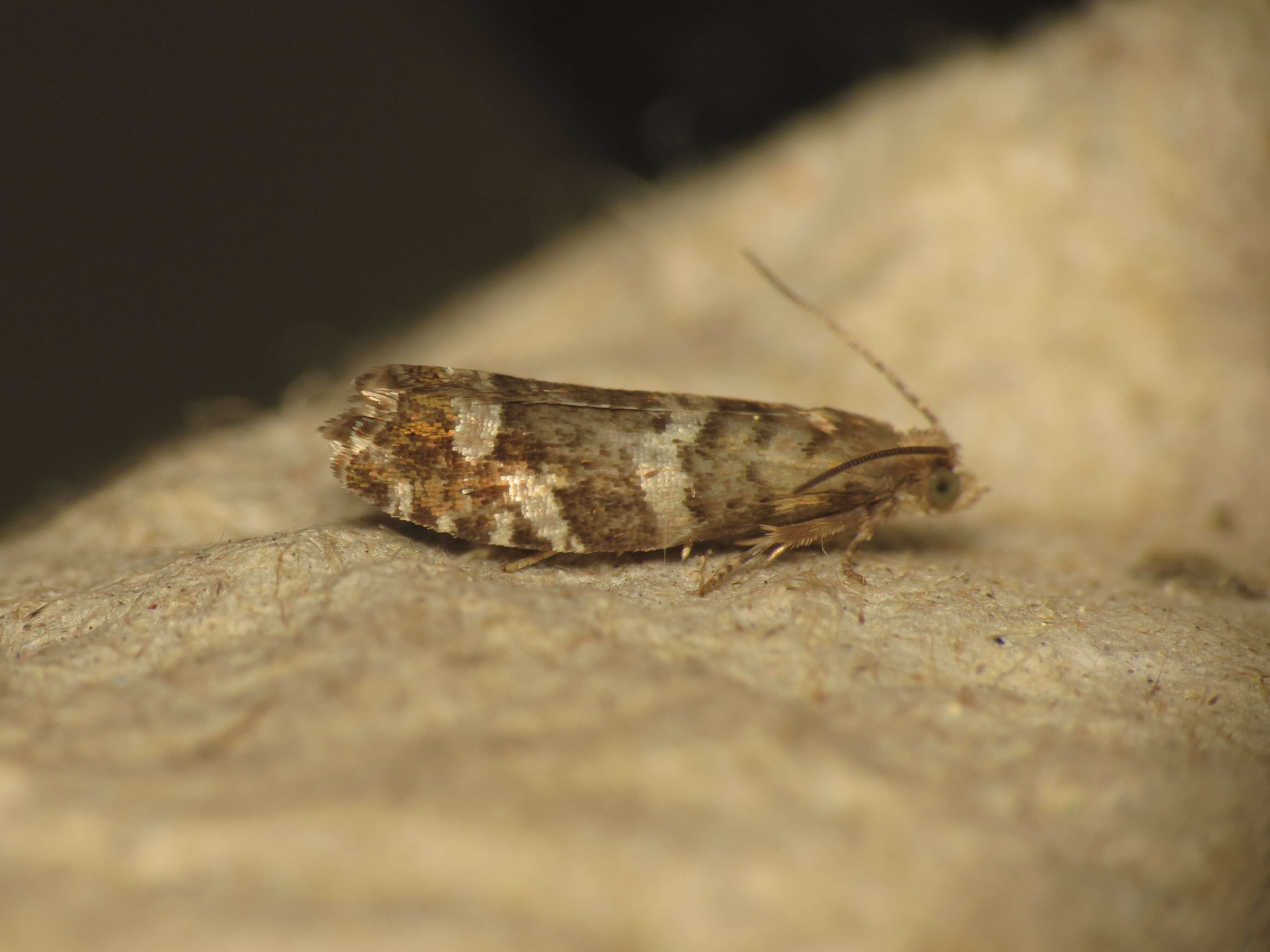 Image of Epinotia fraternana