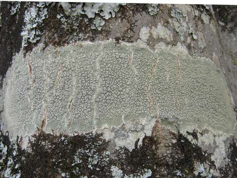 Image of Pertusaria pertusa