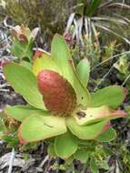 Plancia ëd Leucadendron strobilinum (L.) Druce