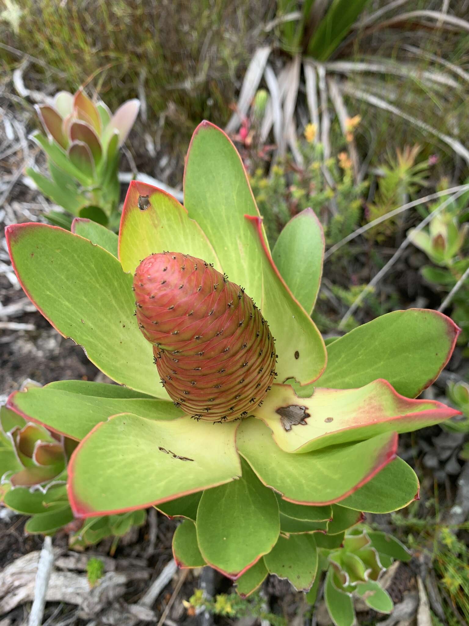 Plancia ëd Leucadendron strobilinum (L.) Druce