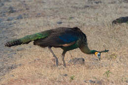 Image of Green Peafowl