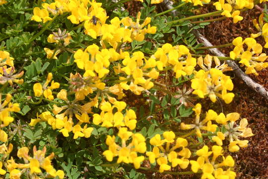 Image of Horseshoe-vetch