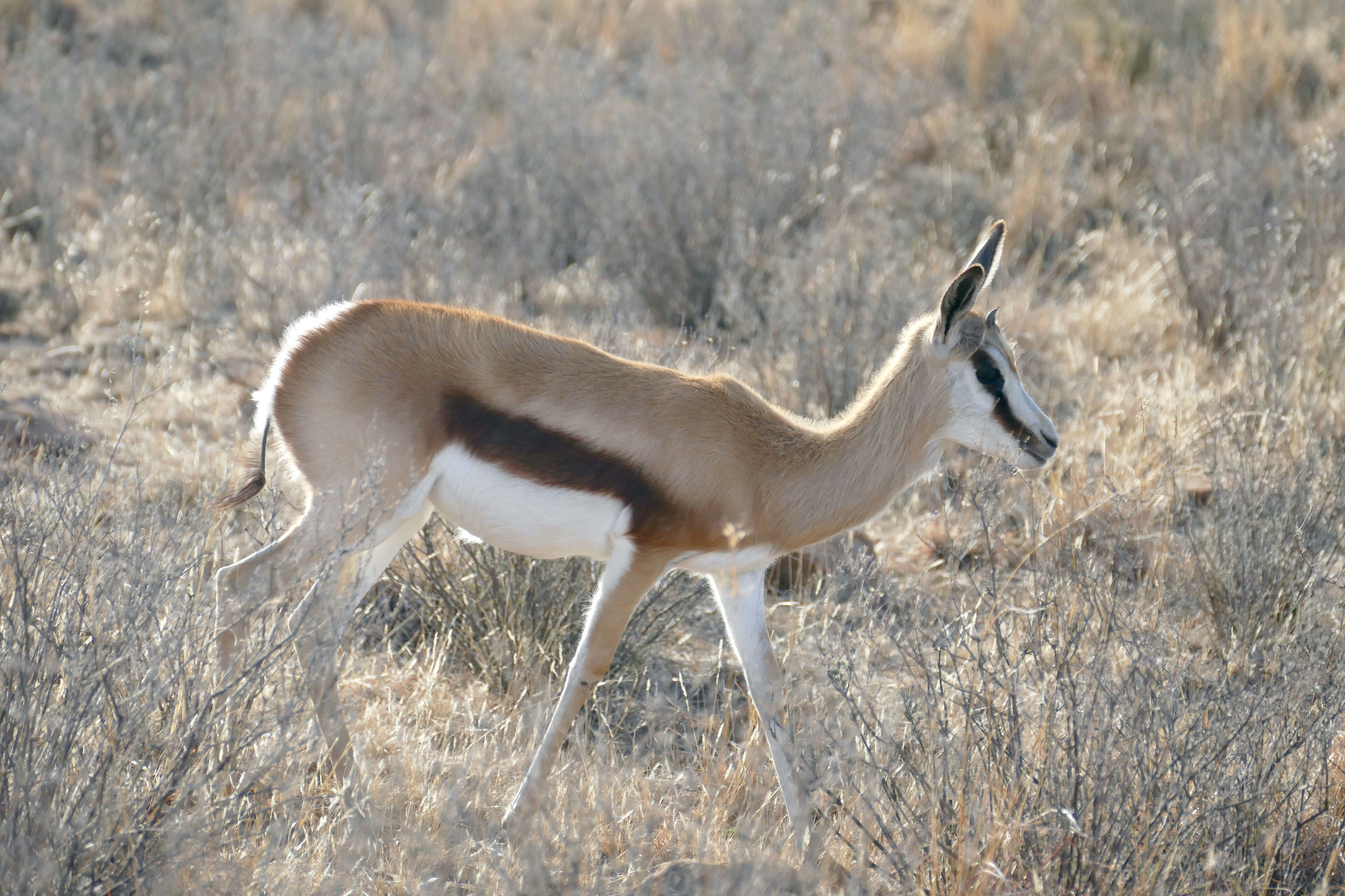 Image of Springbok