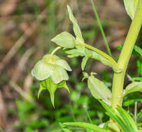 Image of Stinking Hellebore