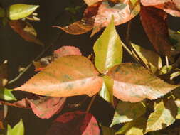 Image de Acalypha wilkesiana Müll. Arg.