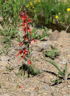 Image of Scarlet Gilia