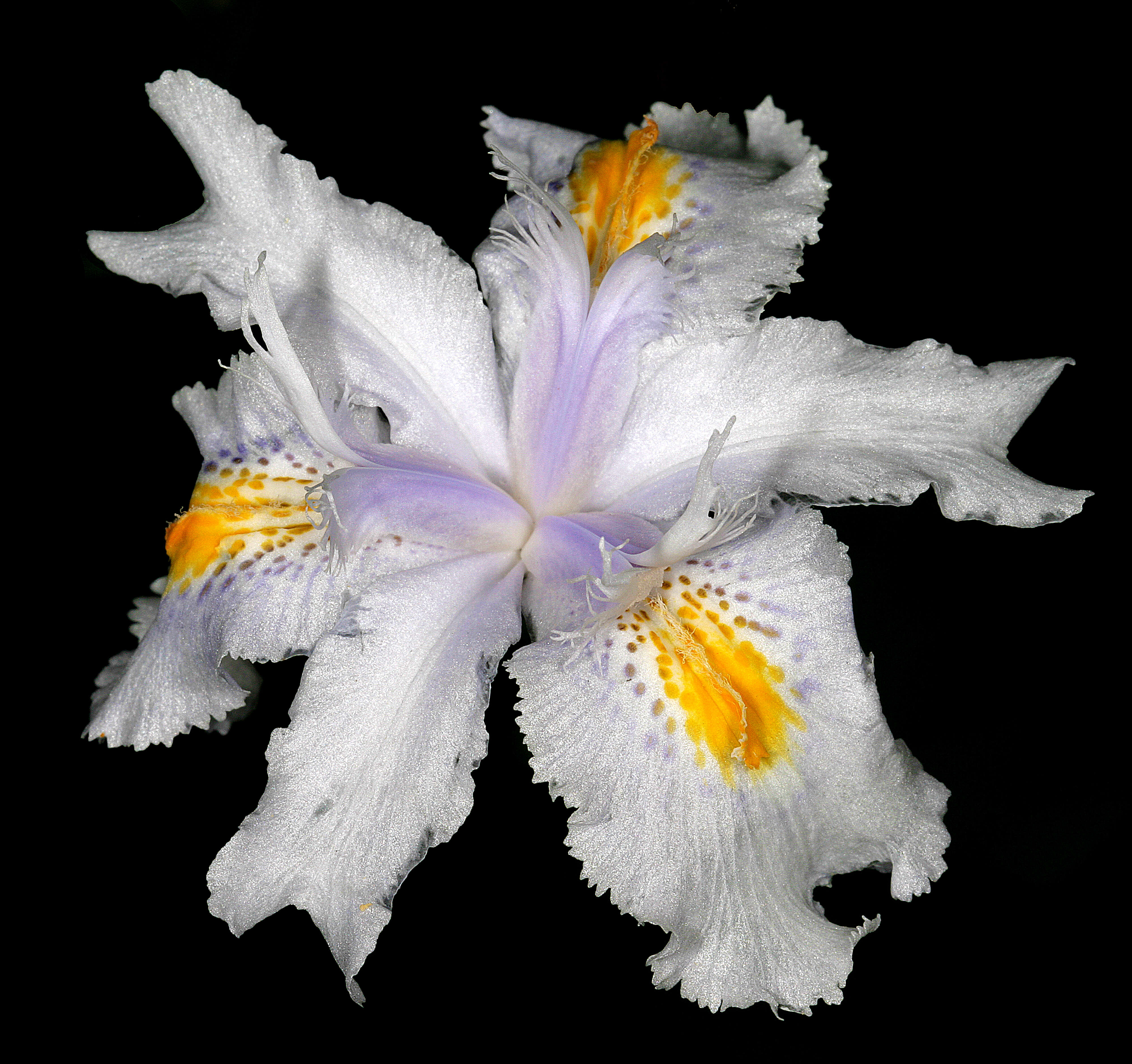 Sivun Iris japonica Thunb. kuva