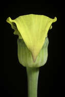 Image of Arisaema flavum (Forssk.) Schott