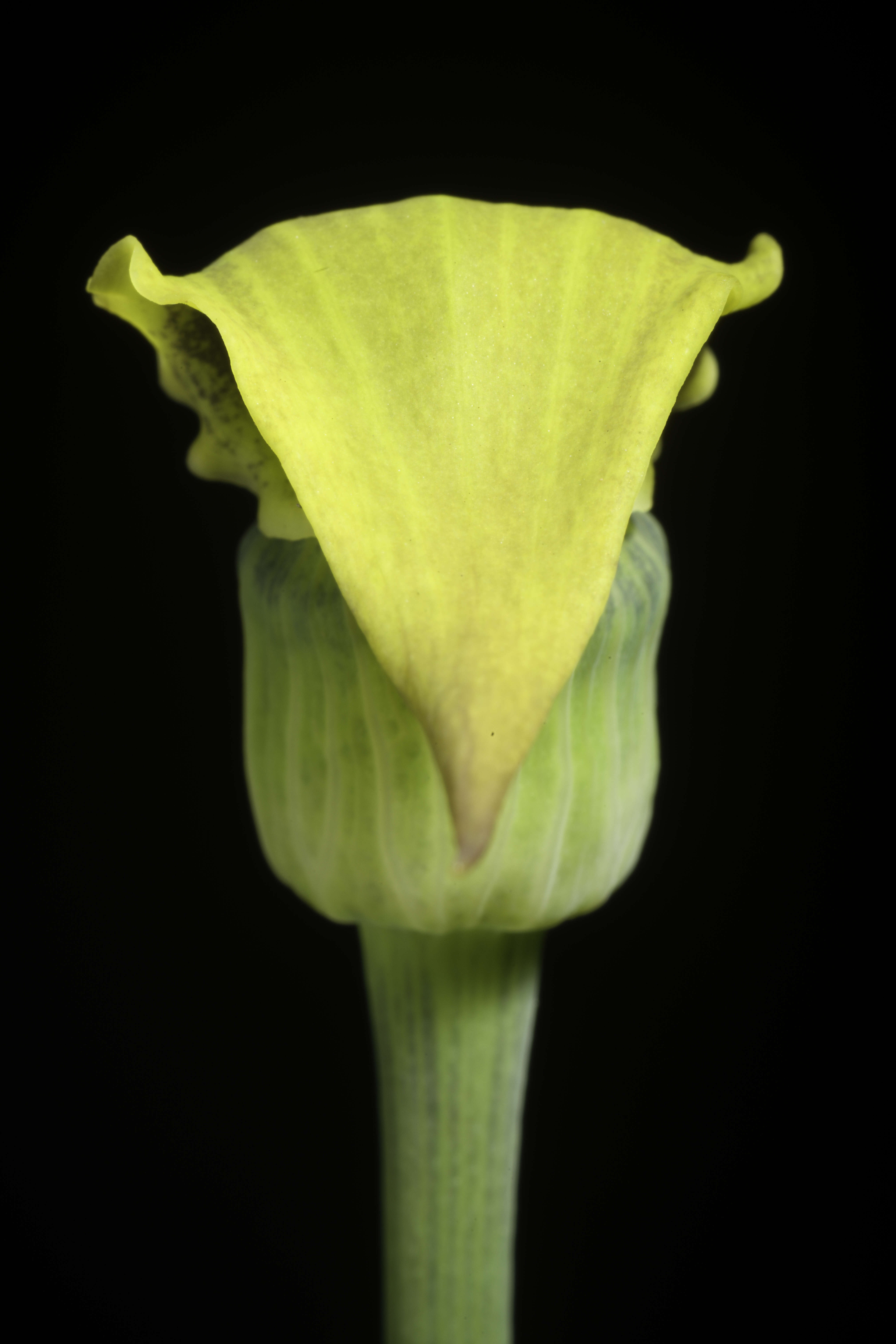 Image of Arisaema flavum (Forssk.) Schott