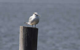 Image of Sandwich Tern